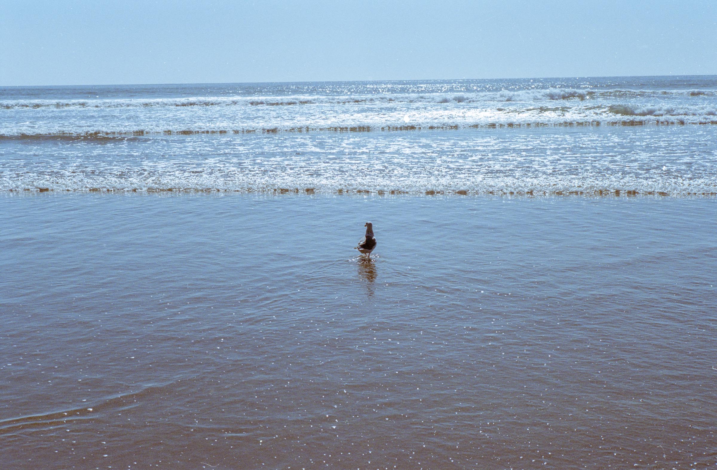 Pigeon at the Pacific Beach near Crescent City Shot on Kodak Portra 400