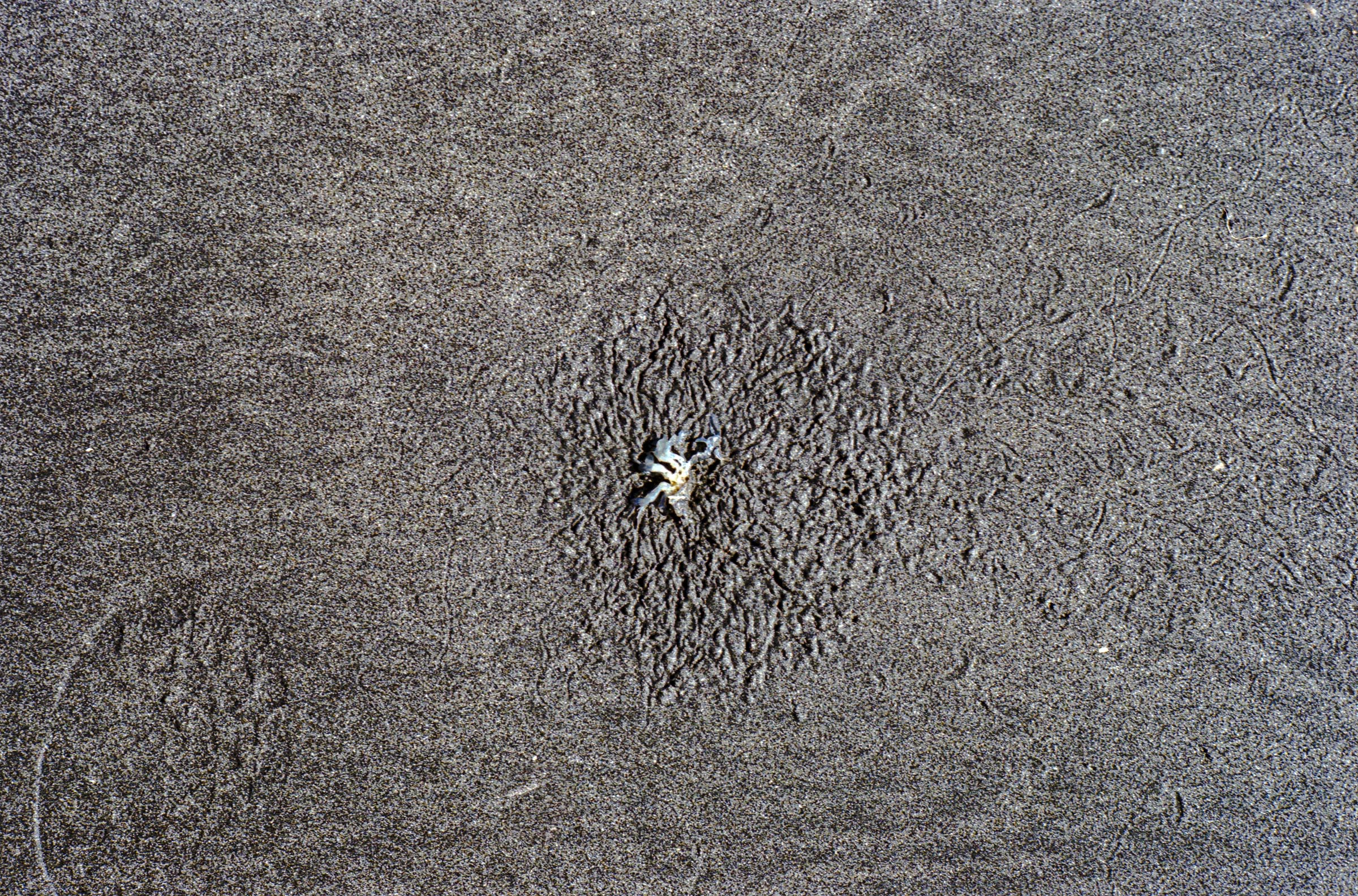 Sea creature shot on Kodak Color Plus 200
