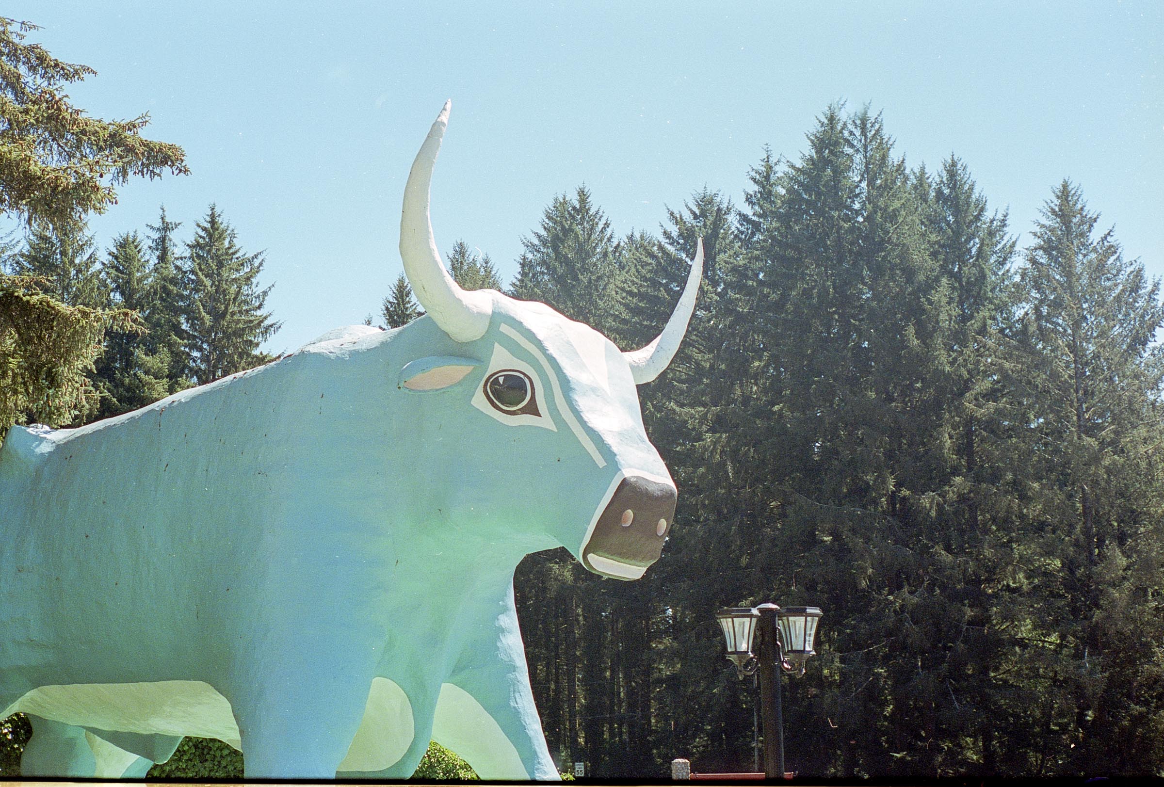 Cow statue at the Trees of Mystery attraction in crescent city CA