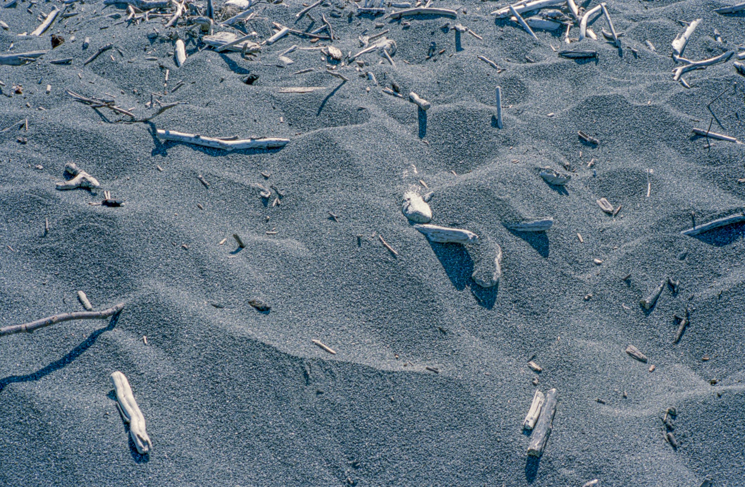 Broken driftwood at a beach in crescent City California shot on Kodak color plus 200