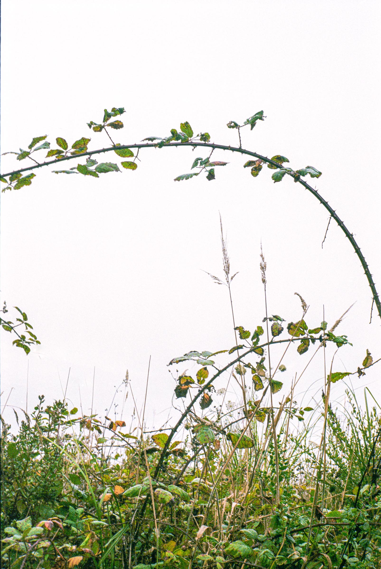Ferns and vegetation at enderts beach in crescent City California shot on Kodak color plus 200