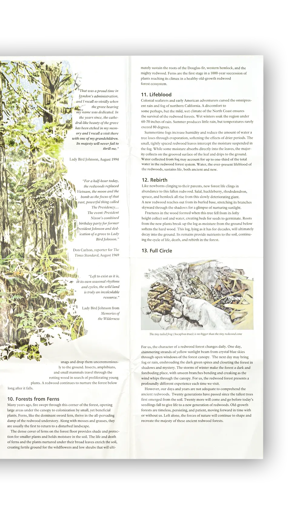 Inside of Guidebook for the Lady Bird Johnson Grove Natural Trail at the Redwood national park