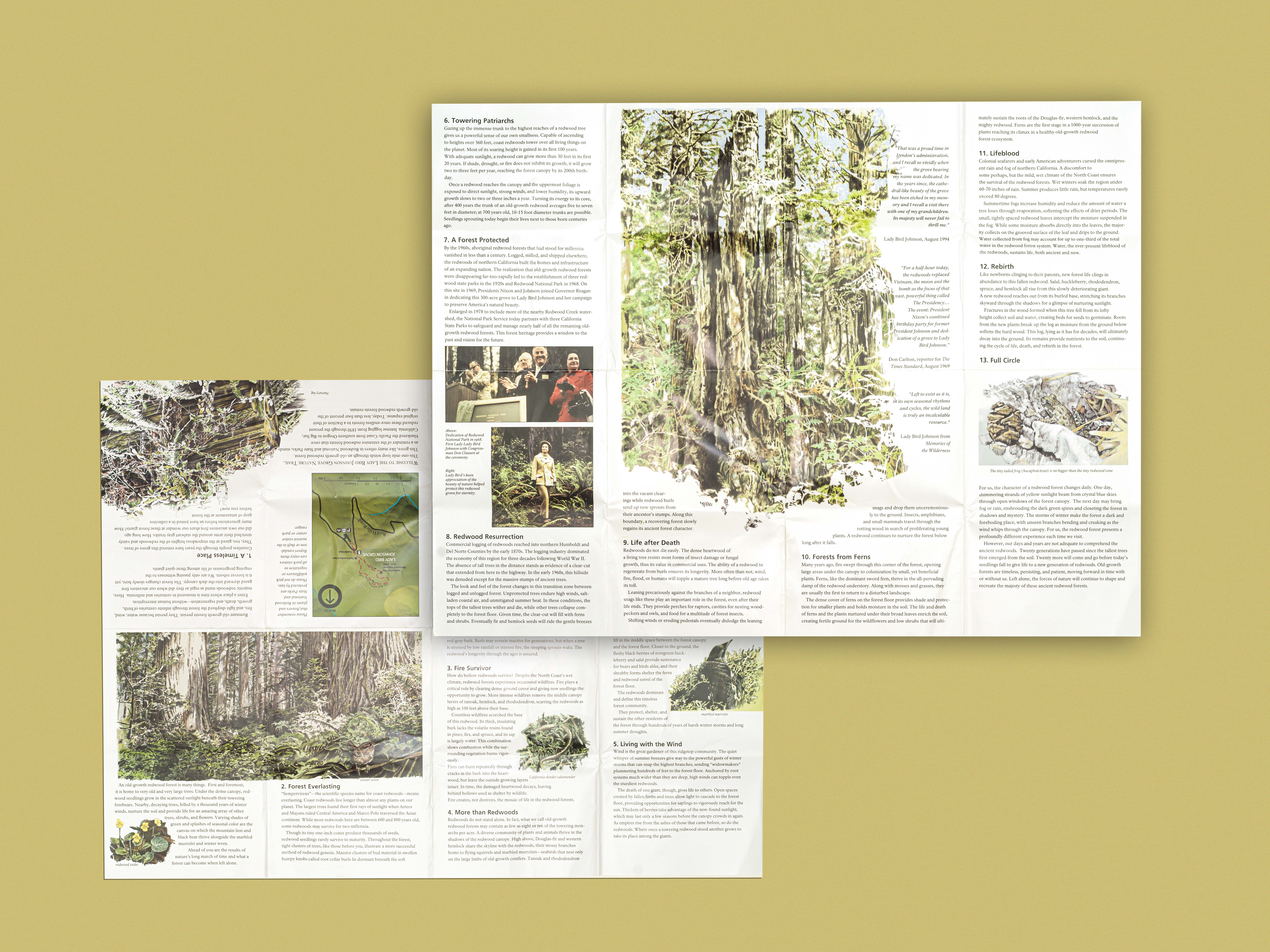 Inside of Guidebook for the Lady Bird Johnson Grove Natural Trail at the Redwood national park