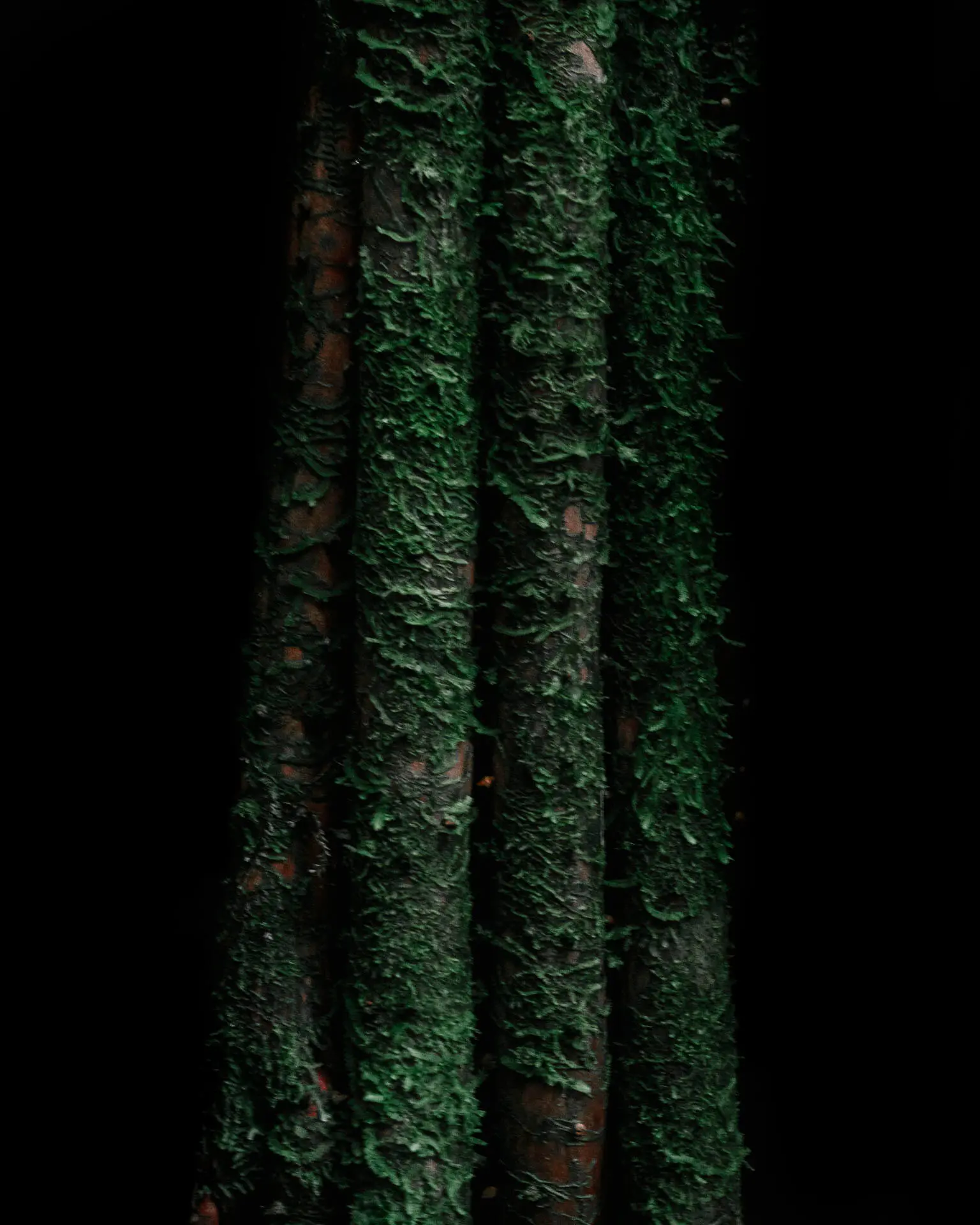 Roots of Trees at El Yunque National Forest