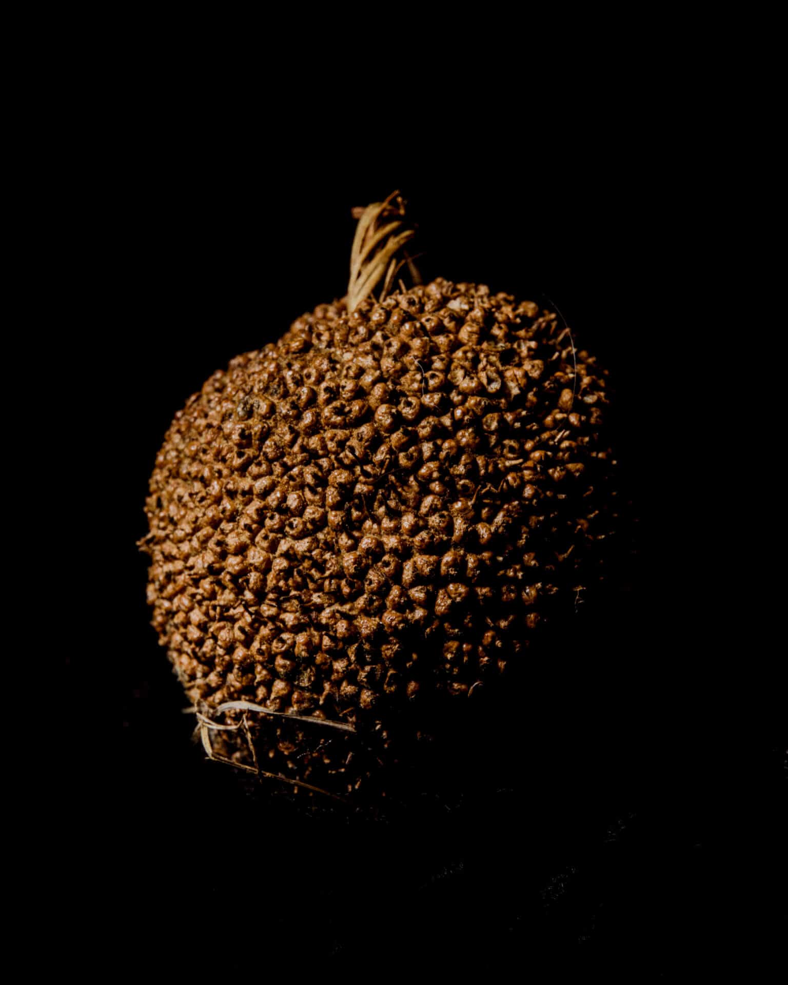 Walnut Seed