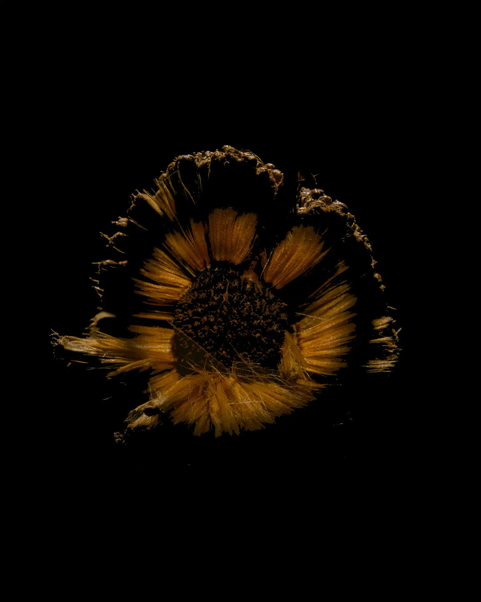 Walnut Seed open