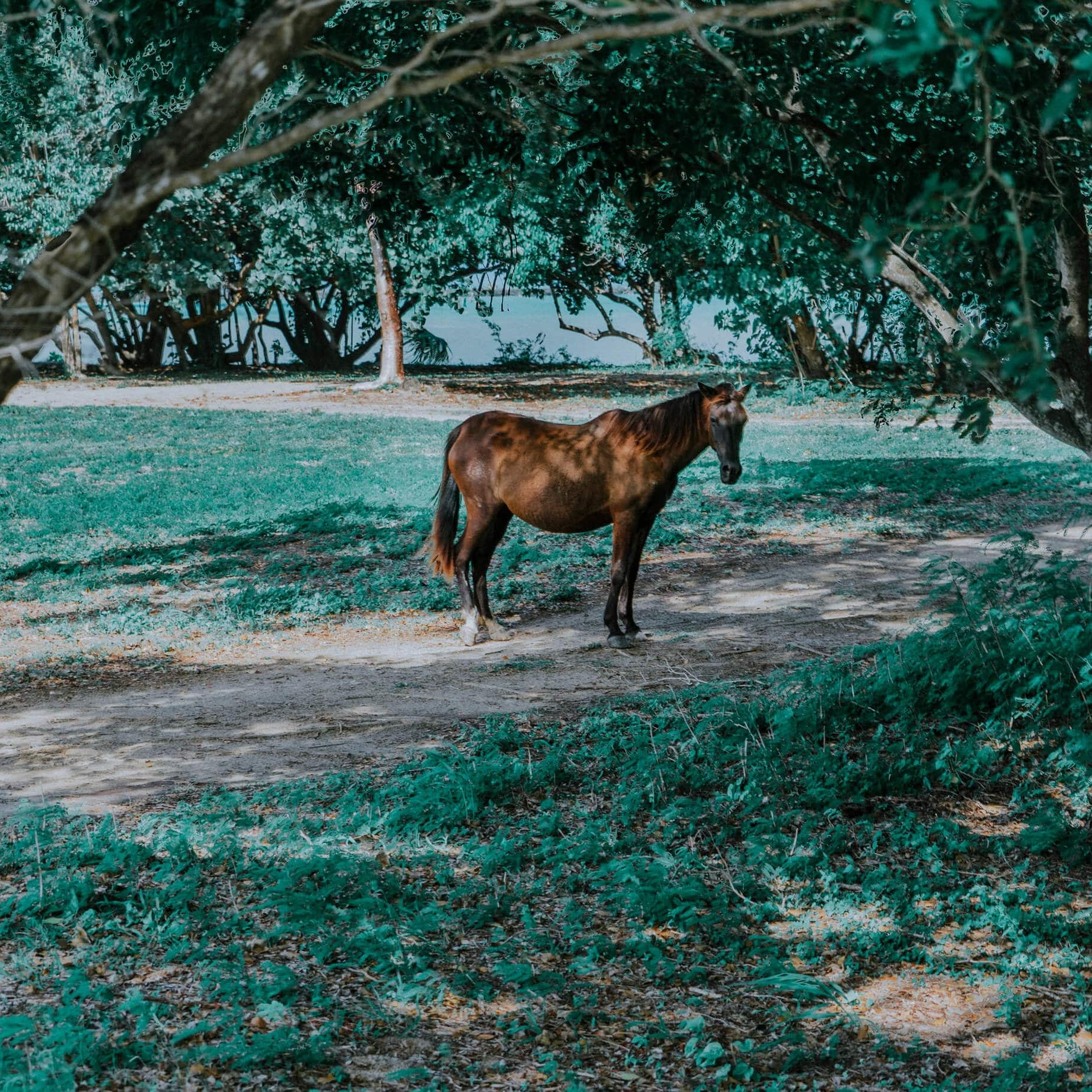 Photograph of a wild horse in Vieques, Puerto Rico.