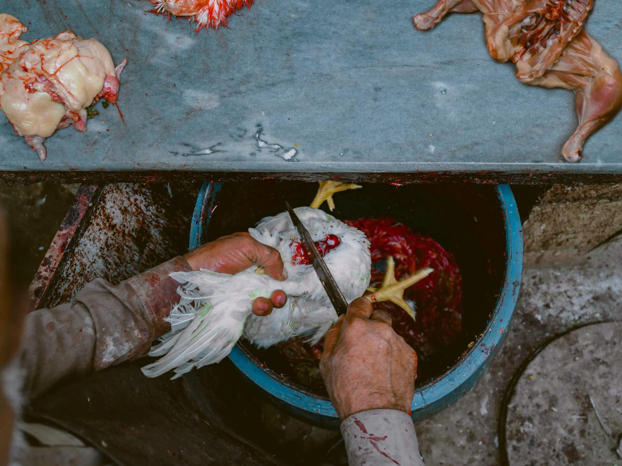 A halal butcher slaughtering a chicken