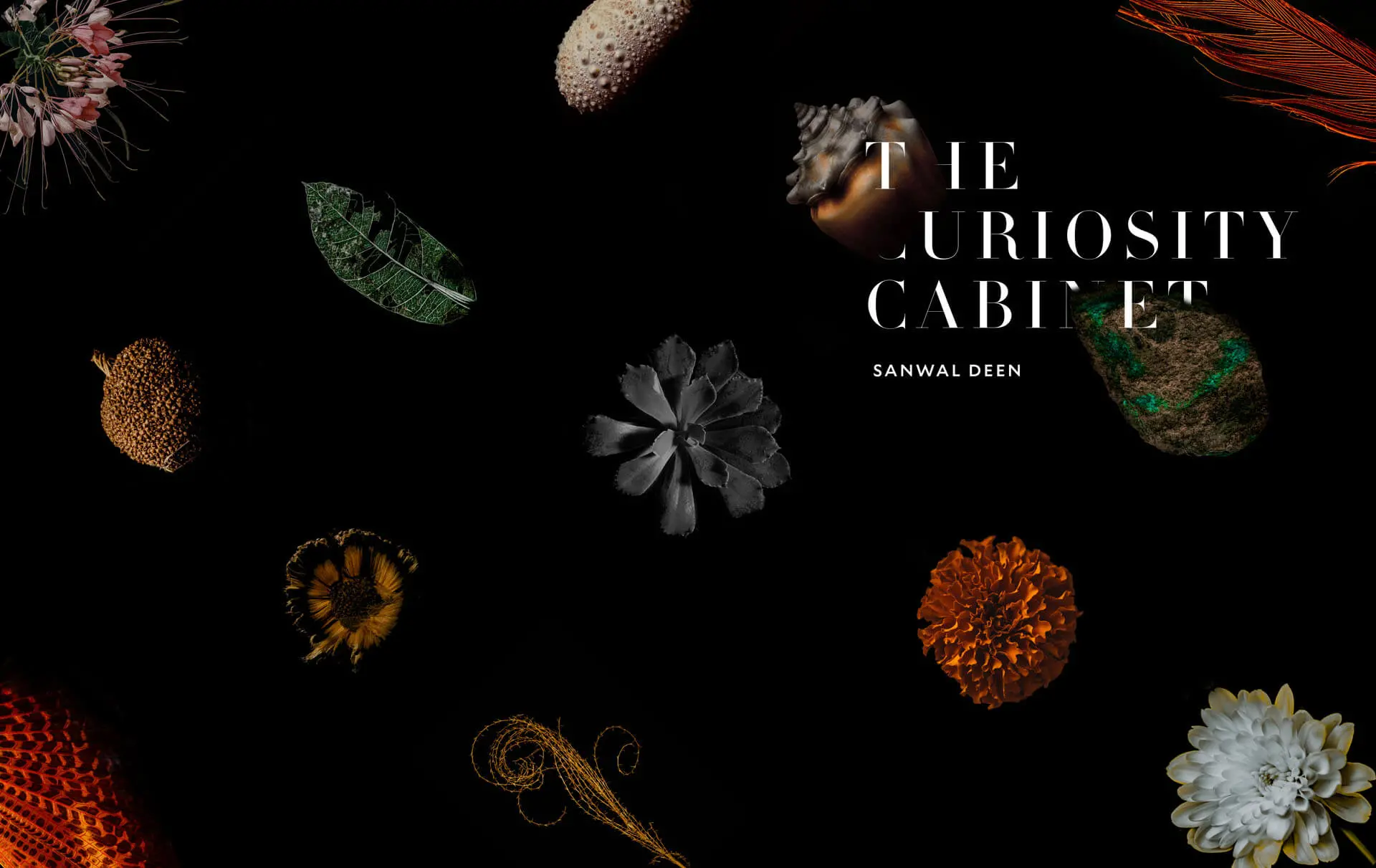 Spread from the Curiosity Cabinet