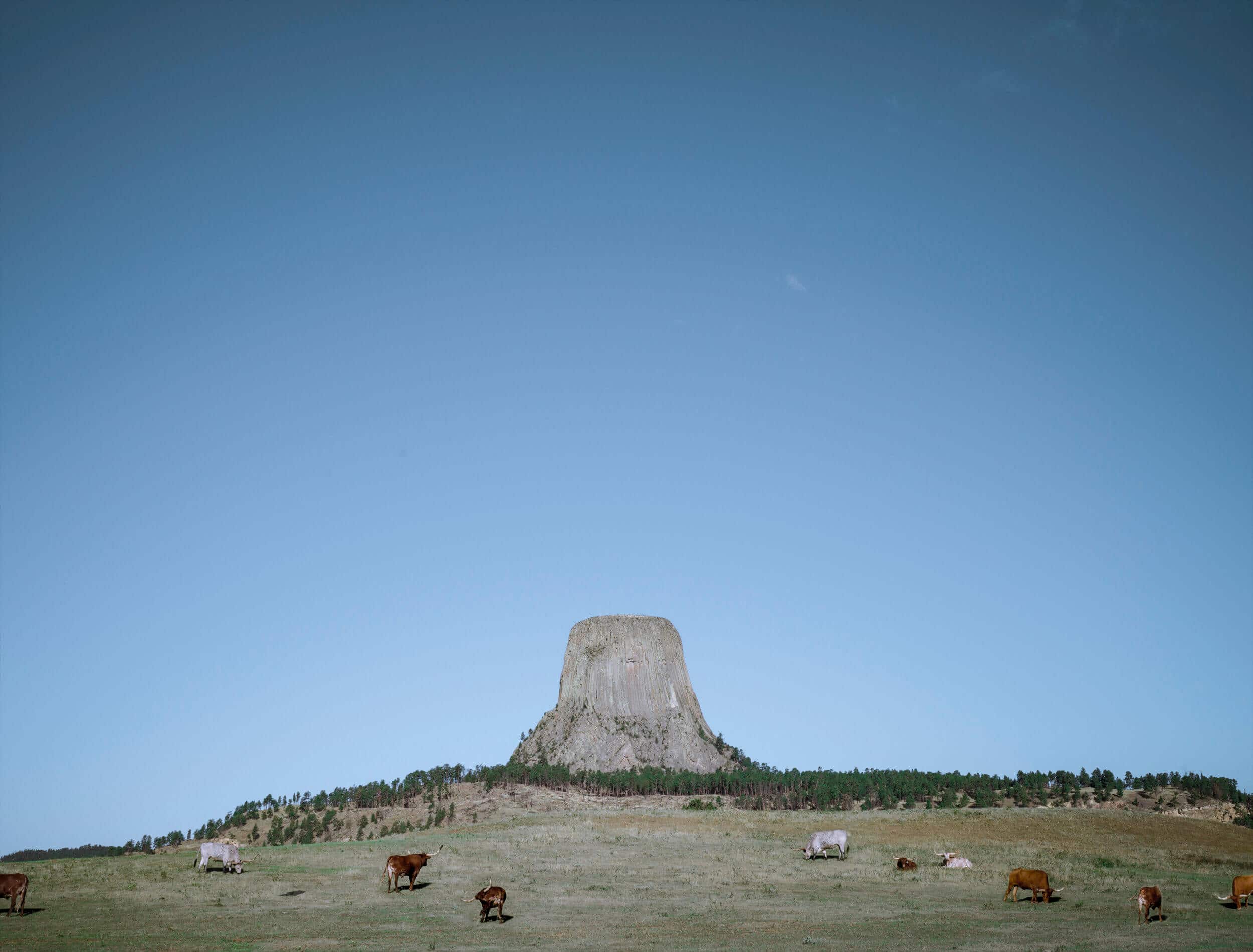Longhorns pasturing at a field outside Devil's Tower, WY