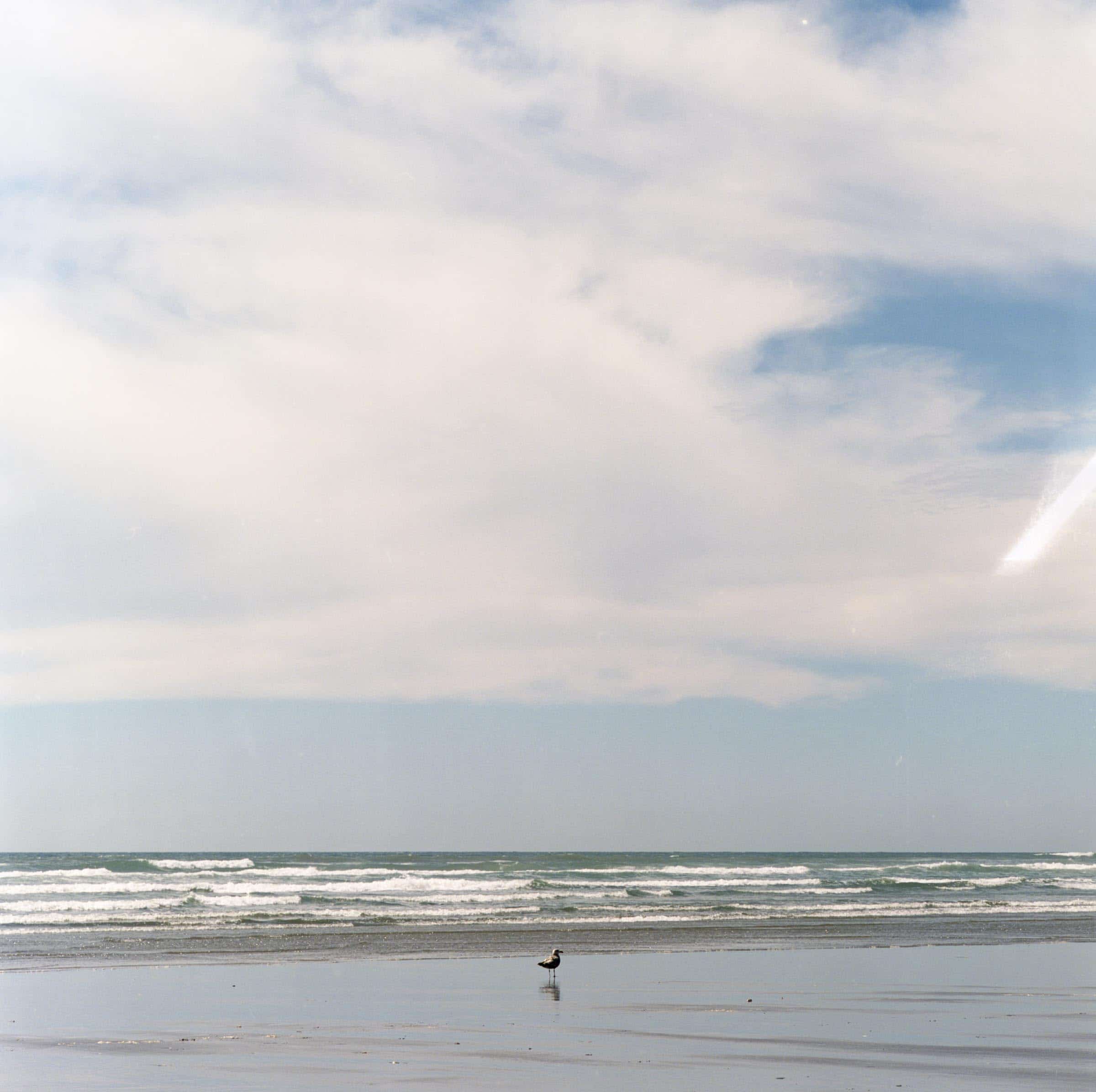 Seagull near the Pacific Beach shot on Kodak Portra 400
