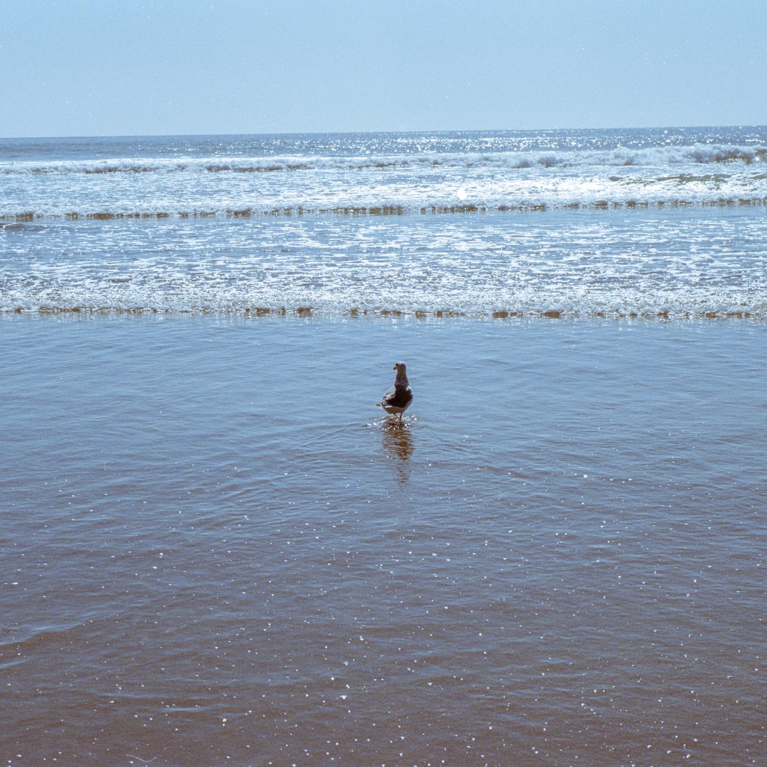 Pigeon at the Pacific Beach near Crescent City Shot on Kodak Portra 400
