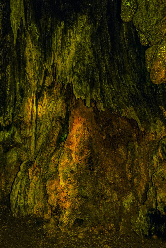 Tree from the redwood national forest, Shot on Kodak Color Plus 200