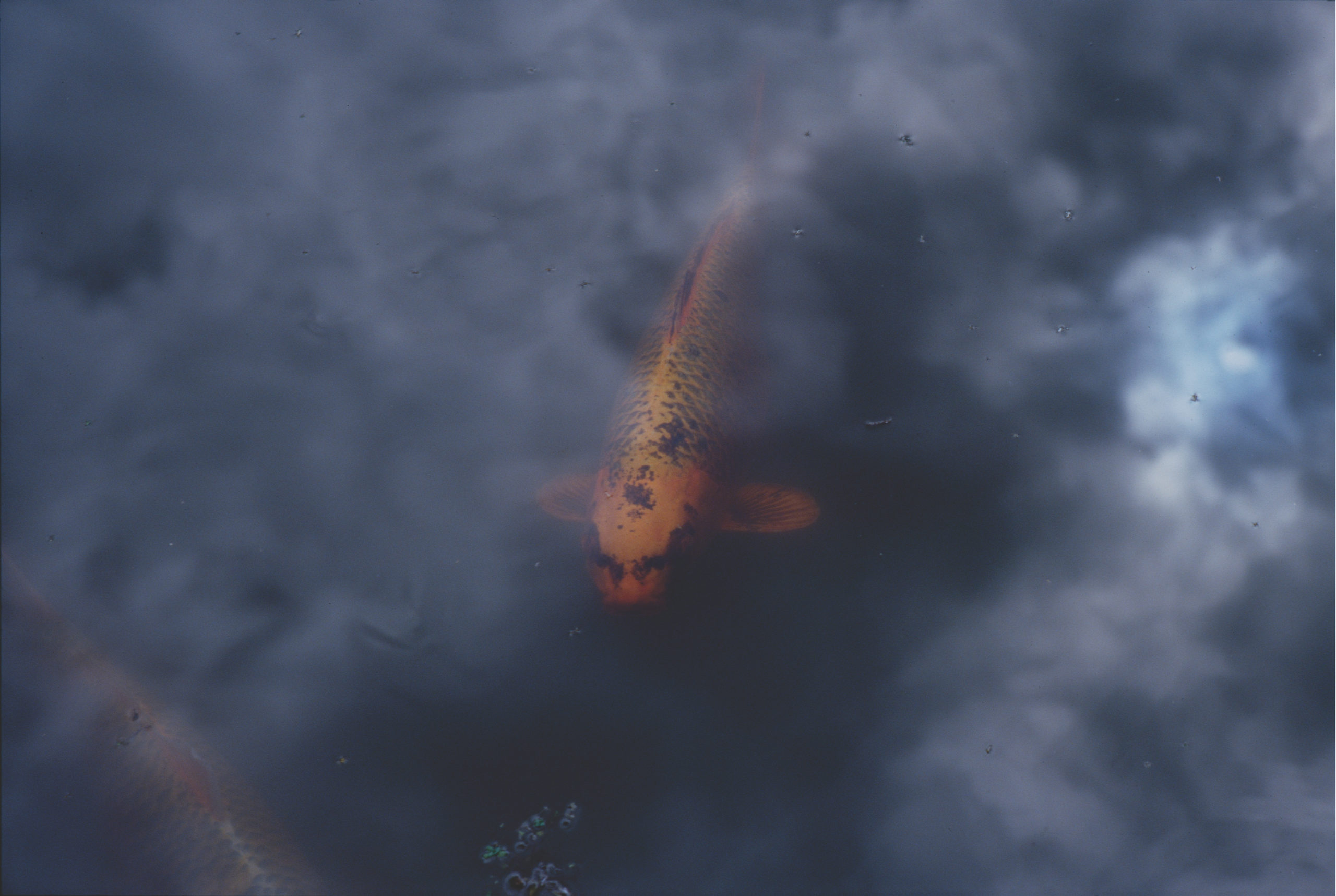 Fish swimming in the water