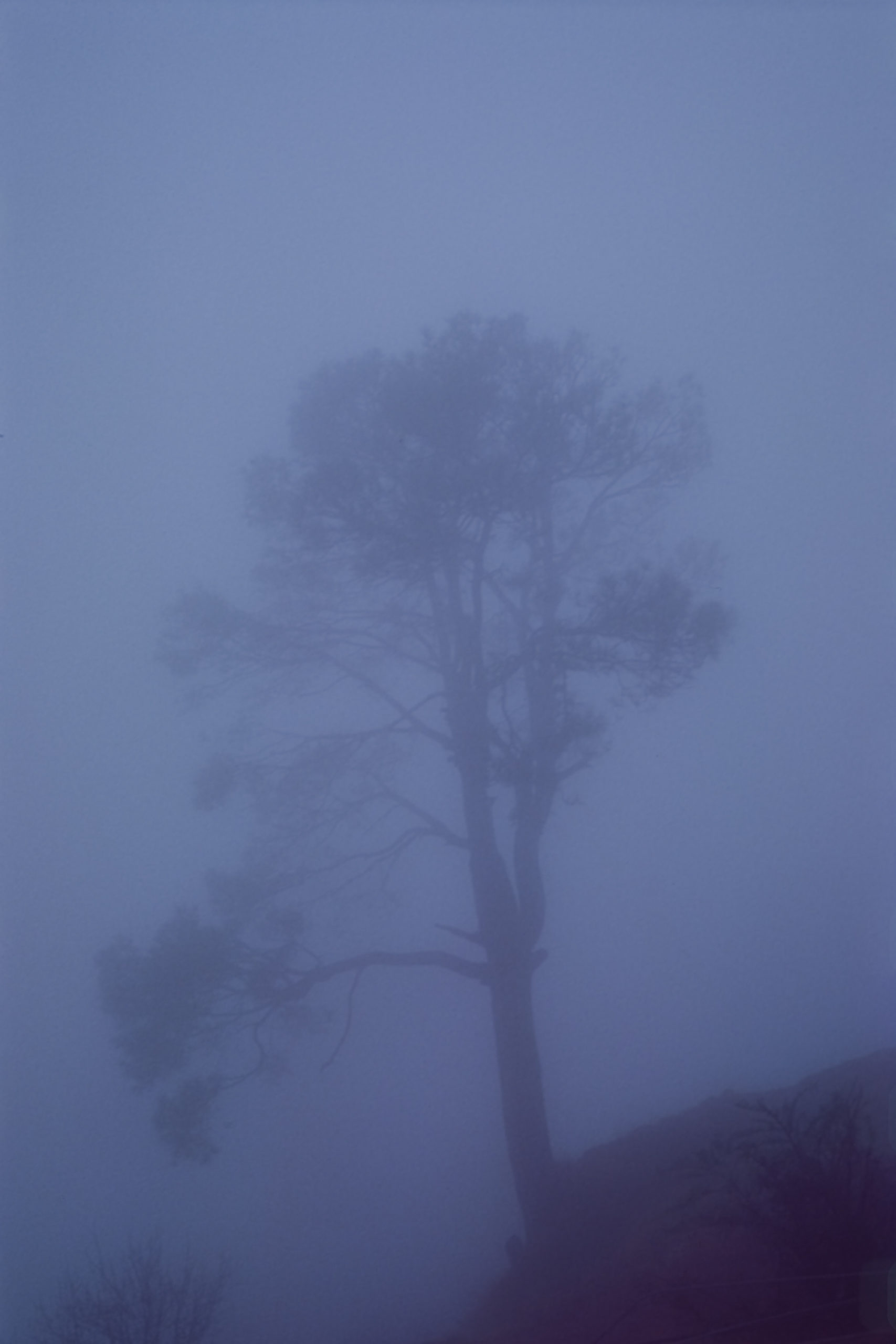 A deodar tree enveloped in a thick fog