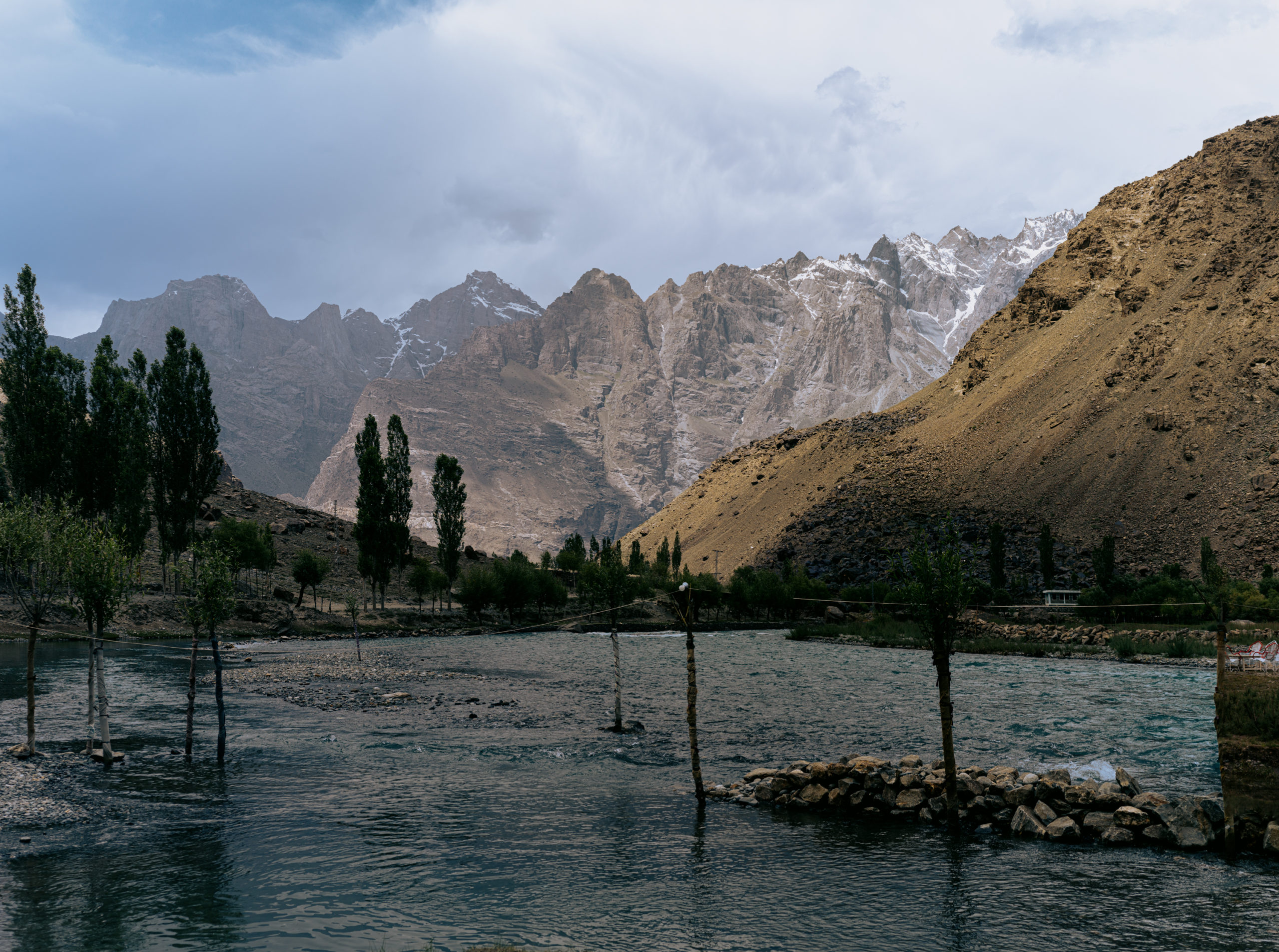 Young trees growing in the waters of the Indus in Shok Valley