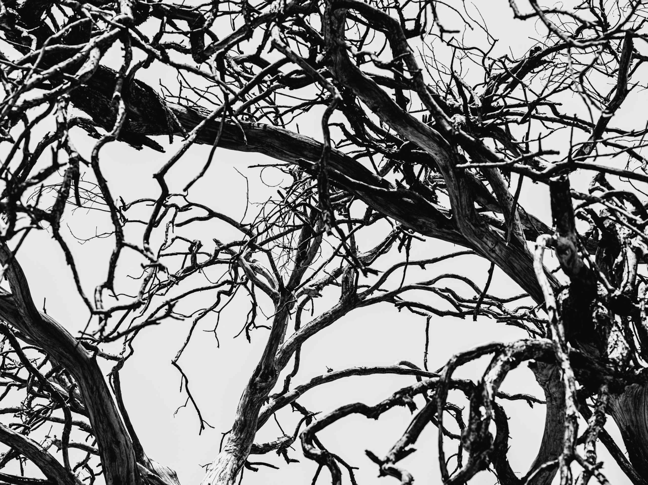 A black and white picture of branches of a tree dried from the heat