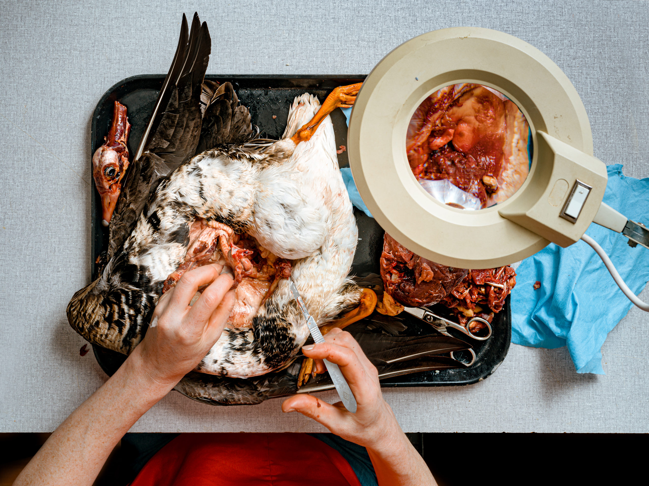 A taxidermist operates on a bird to get it ready to stuff