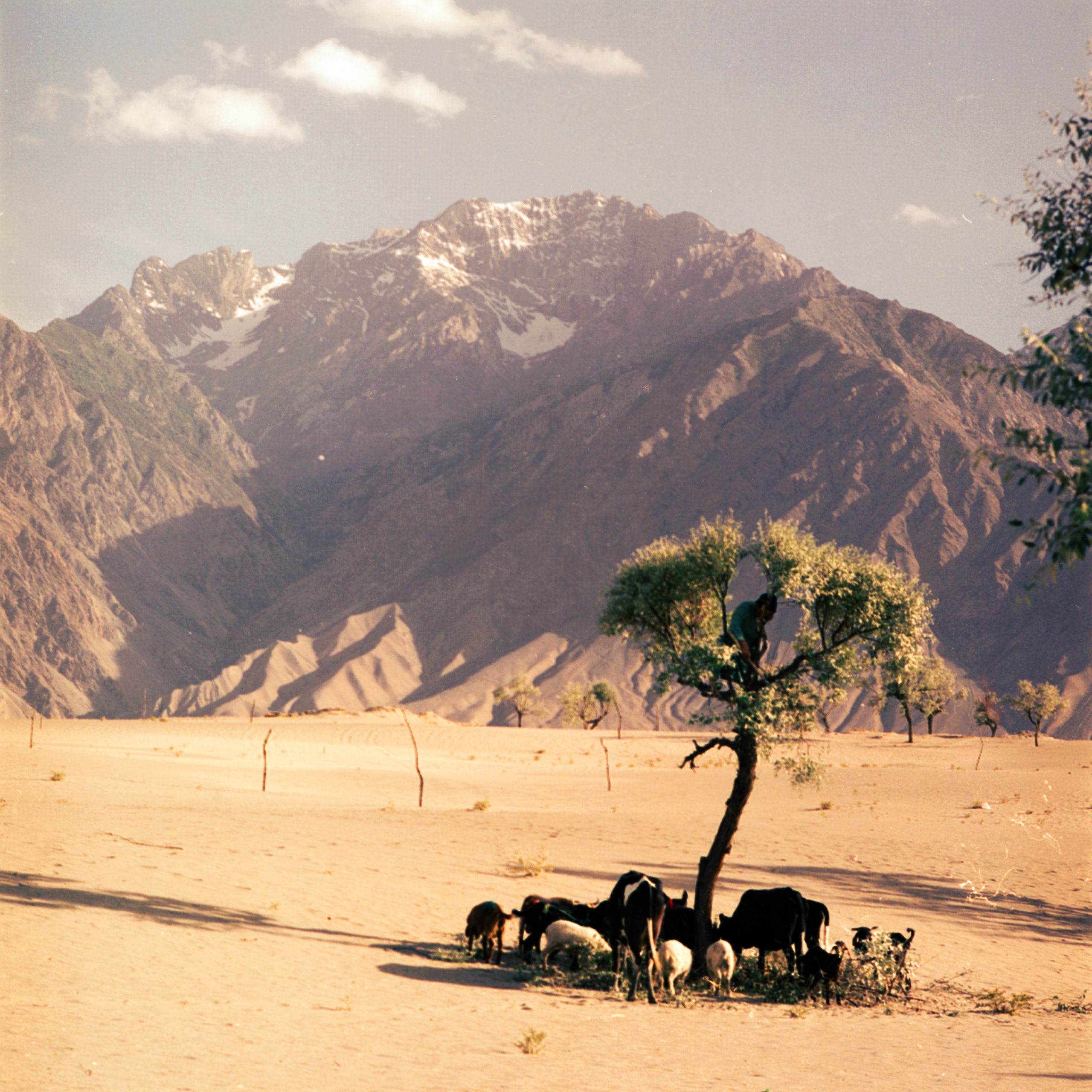 A shephard in a desert cutting branches from a tree to feed his flock