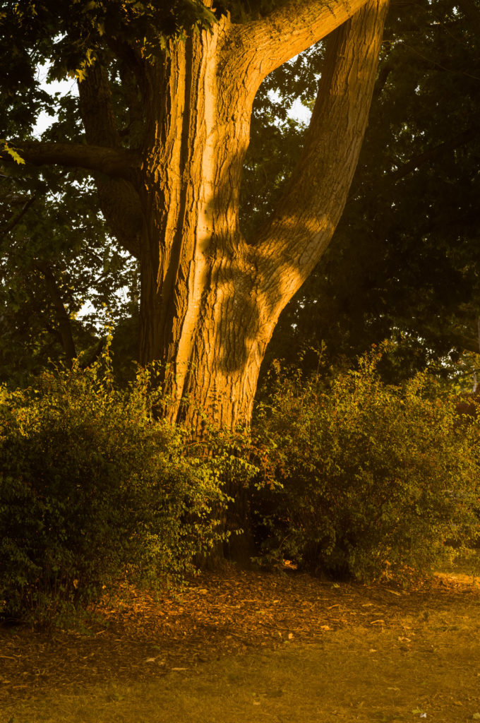 Tree during sunlight